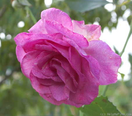 'Melodie Parfumée, Cl.' rose photo