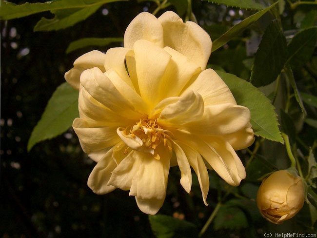 'Malvern Hills ®' rose photo