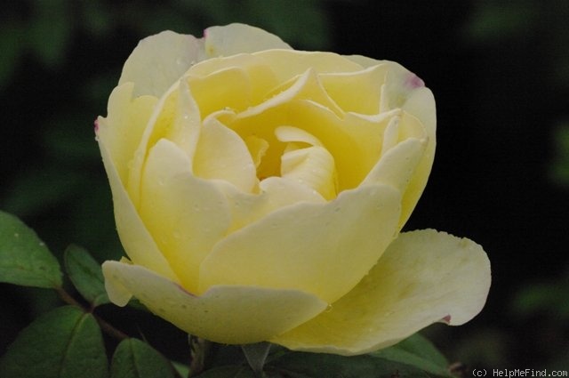 'Hold Slunci' rose photo