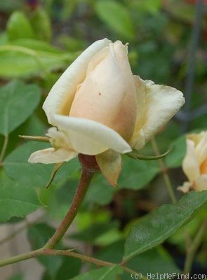 'Mrs. Myles Kennedy' rose photo