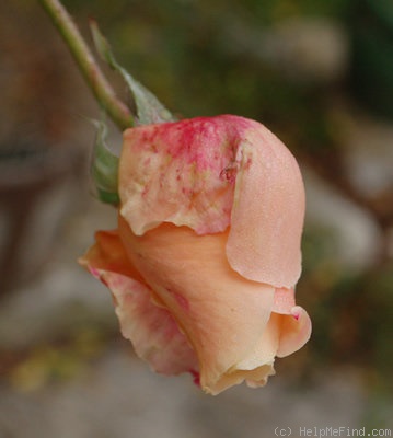 'President Herbert Hoover' rose photo