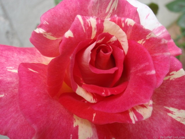 'Cabana ™ (hybrid tea, Zary, 2000)' rose photo
