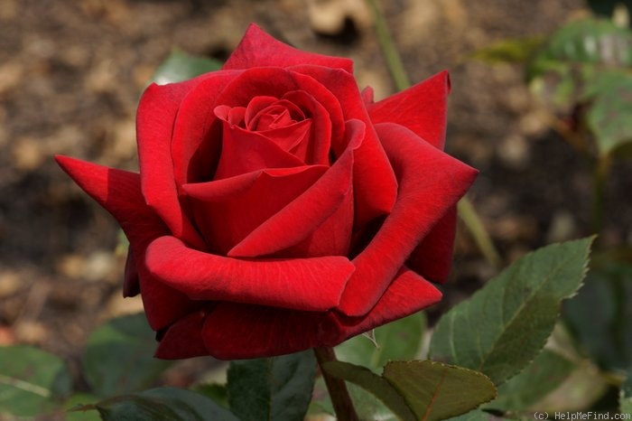 'Rouge Adam ®' rose photo