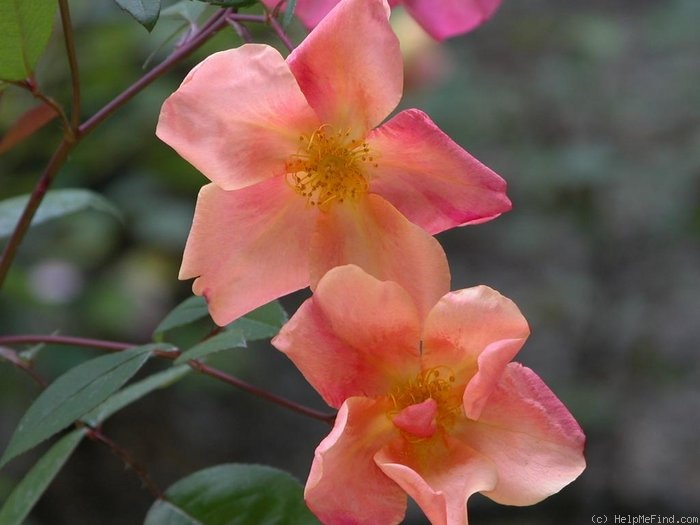 'Butterfly Rose' rose photo