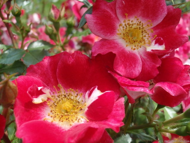 'Carefree Spirit' rose photo