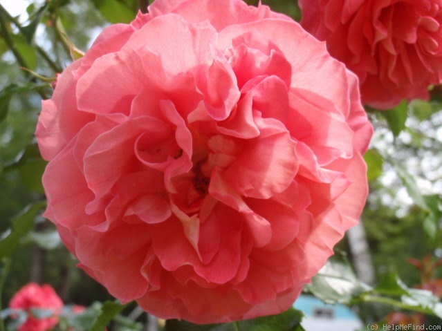'Brothers Grimm Fairy Tale ™' rose photo