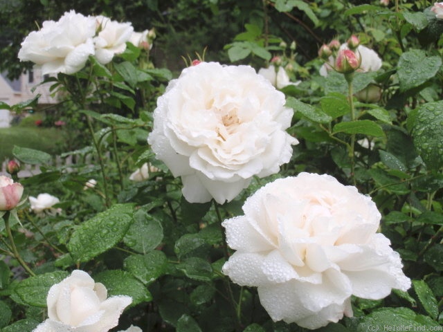 'Winchester Cathedral ®' Rose