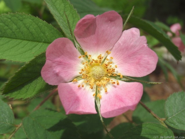 '<i>R. villosa</i>' rose photo