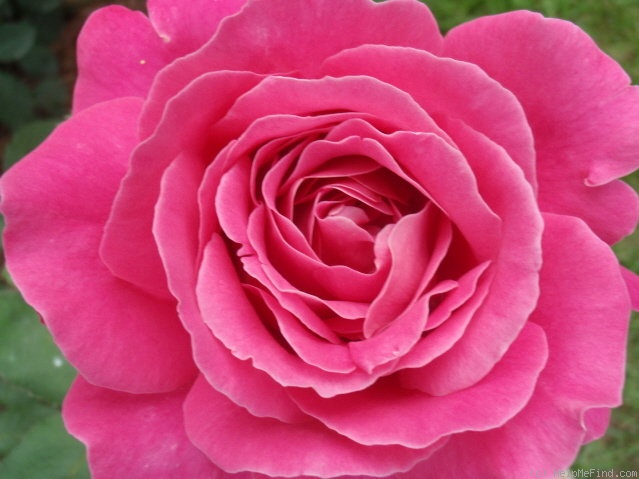 'Pink Peace' rose photo
