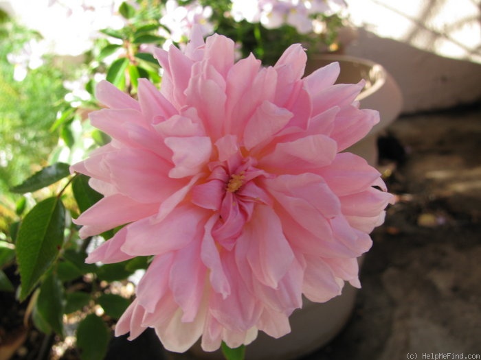 'Mel's Heritage' rose photo