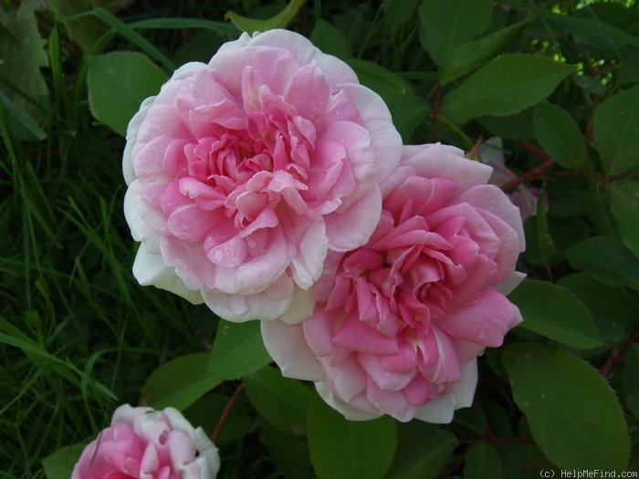 'Blairii No. 2' rose photo