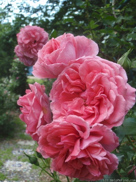 'Rosarium Uetersen' rose photo