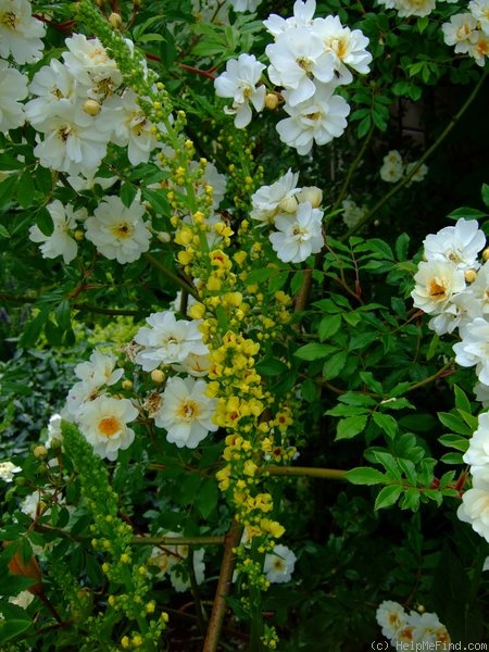 '<i>Rosa helenae</i> 'Hybrida'' rose photo