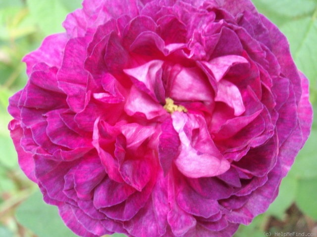 'Boula de Nanteuil' rose photo