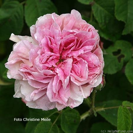 'Fanny Elssler' rose photo