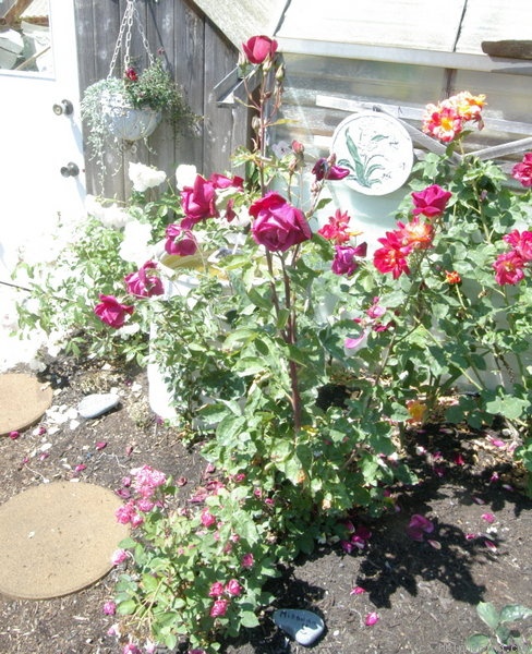 'Mirandy (Hybrid Tea, Lammerts 1944)' rose photo