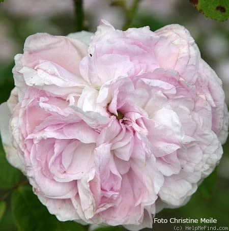 'Belle Galathée' rose photo