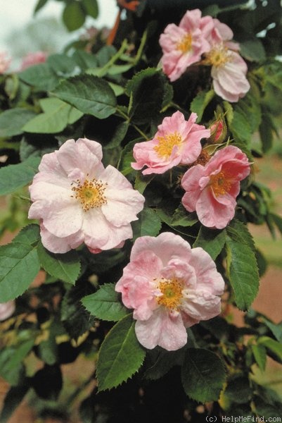 'Jeannie Deans (hybrid rubiginosa, Penzance, 1895)' rose photo