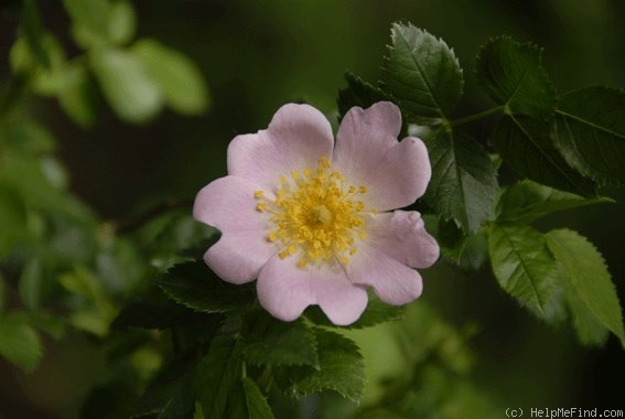 '<i>R. vosagiaca</i>' rose photo