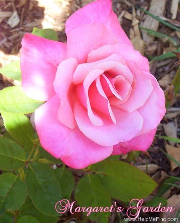 'First Prize' rose photo
