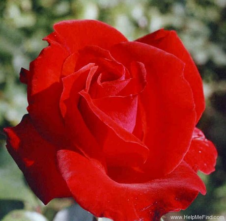 'Pharaoh (hybrid tea, Meilland, 1967)' rose photo