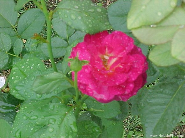 'Outta The Blue ™' rose photo