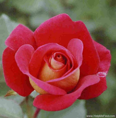 'Ticino ®' rose photo