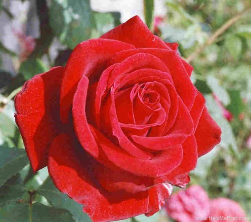 'Toque Rouge' rose photo