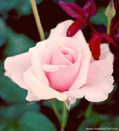 'Violette Niestlé' rose photo