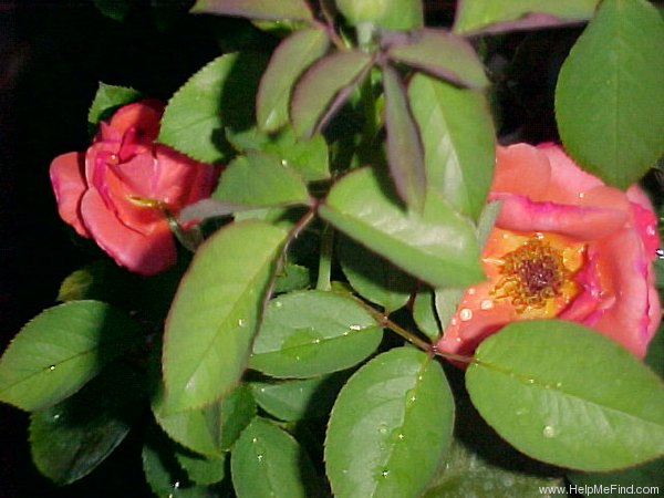 'Habitat for Humanity (hybrid tea, Zary, 2001)' rose photo