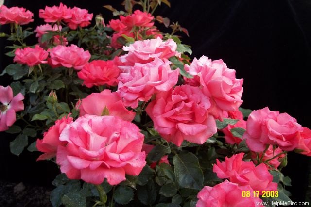 'Marmalade Skies ™' rose photo