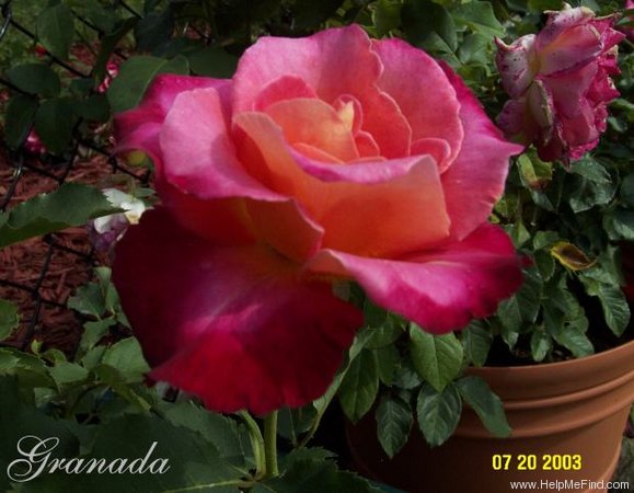'Granada (hybrid tea, Lindquist, 1963)' rose photo