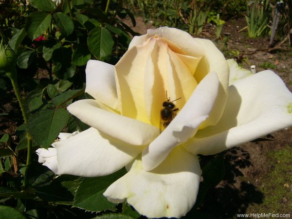 'Altesse ® (hybrid tea, Richardier,1999)' rose photo