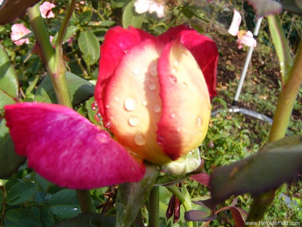 'Bolchoï ® (hybrid tea, Meilland, 1996)' rose photo