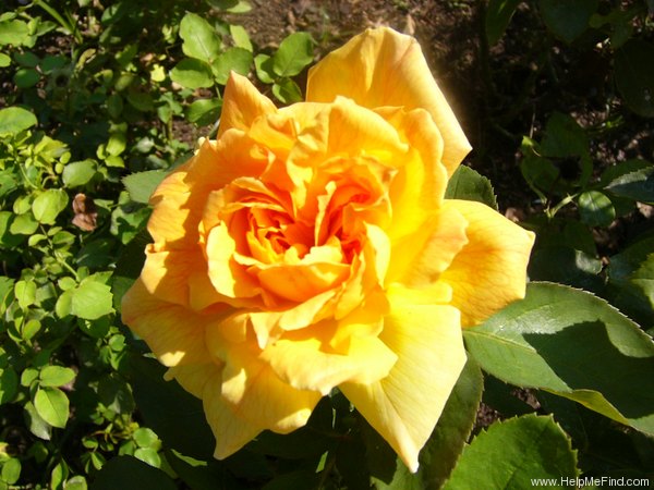 'Jean Giono ®' rose photo