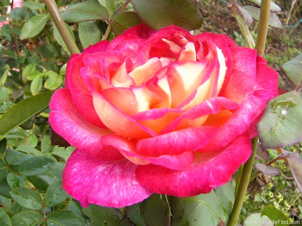 'Bolchoï ® (hybrid tea, Meilland, 1996)' rose photo