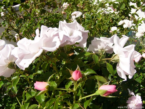 'Oxfordshire' rose photo