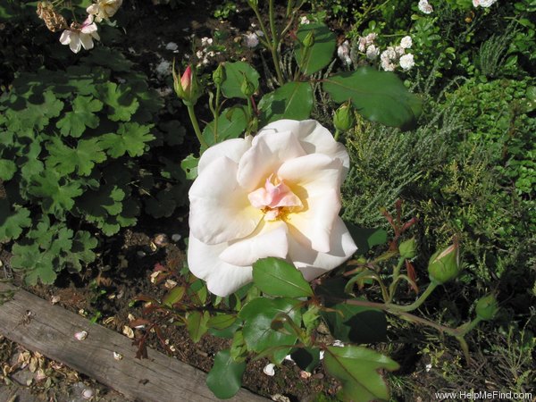 'Bishop Darlington' rose photo