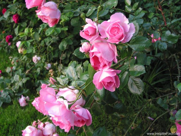 'Centennaire de Lourdes' rose photo