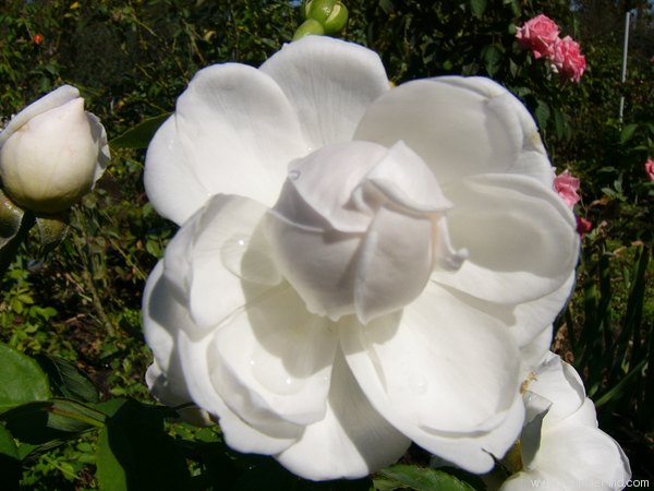 'Glamis Castle' rose photo
