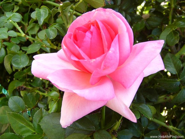 'Campanile' rose photo