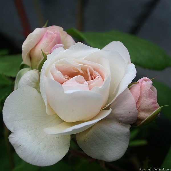 'Desprez à Fleur Jaune' rose photo