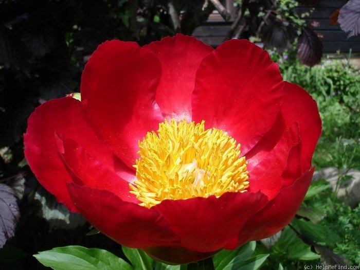 'Scarlet O'Hara' peony, click to enlarge 'Scarlet O'Hara' peony photo