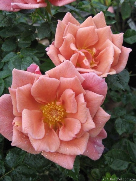 'Sandalwood' rose photo