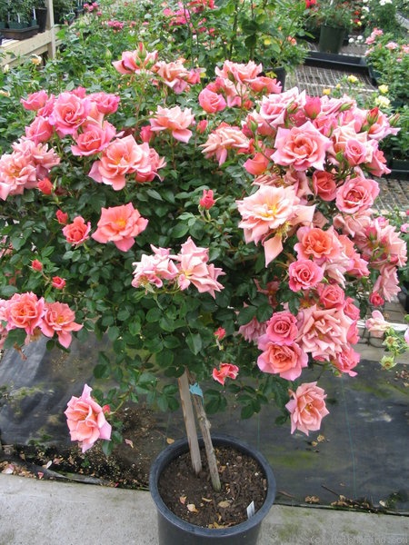 'Sandalwood' rose photo