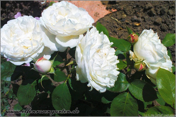 'Winchester Cathedral ®' rose photo