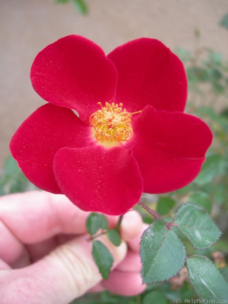 'ARMLB2XJO' rose photo