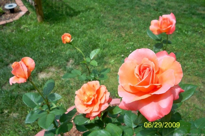 'Maria Stern' rose photo