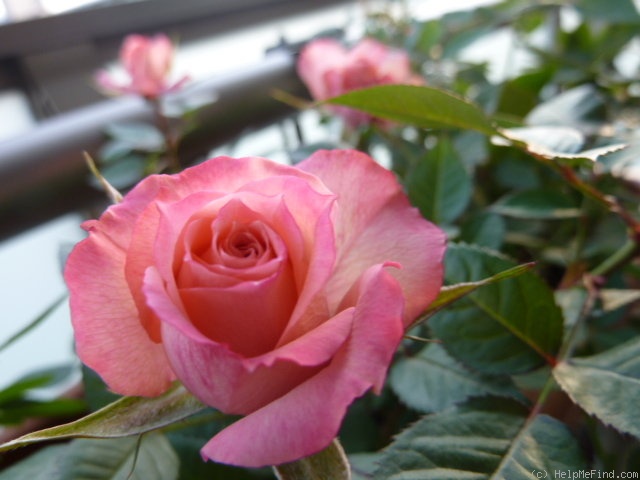 'Oslo' rose photo