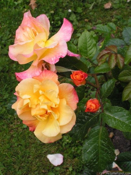 'Moonlight (LCl, Kordes 1995)' rose photo